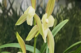 建兰室内养殖注意事项，将环境的温度控制在23℃左右