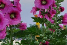 蜀葵种子怎么播种种植，水量过多容易产生涝害