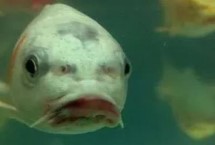 锦鲤烂尾病的治疗方法，可能是出现外伤或受到细菌感染