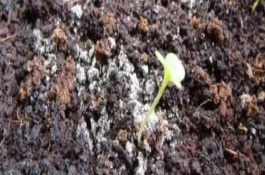 多菌灵能否直接拌在花土中，可往花盆中喷洒药物