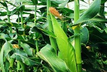 良星579玉米栽培技术要点，夏播生育期106天