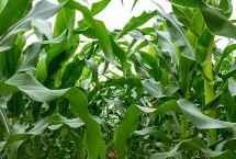 YF101玉米栽培技术要点，中抗茎腐病13.3%MR