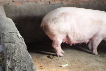 母猪受精部位是哪里，受精的部位是子宫