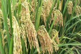 欣荣优023水稻栽培技术要点，该品种株型紧凑