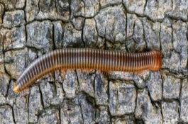 千足虫有没有毒，可分泌有毒的臭液