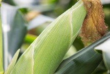 AB548玉米栽培技术要点，中抗穗腐病