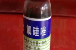 使用氟硅唑要注意什么，可防治梨黑星病、蔬菜白粉病等病害
