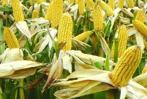 桂青贮242玉米栽培技术要点，中抗纹枯病