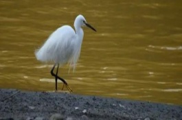 白鹭的栖息地，常见的有大白鹭、中白鹭等