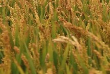 荃优洁田丝苗水稻栽培技术要点，及时防治稻瘟病