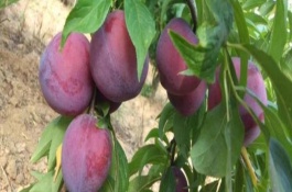 李子的采摘方法，含糖量高于任何杏、李品种