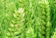 河农8359小麦栽培技术要点，及时科学防治