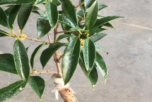 嫁接的桂花树能长成大树吗，3-5月份以及10月份均可进行