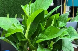 养殖绿萝的注意事项，其汁液有毒