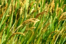 双优575水稻栽培技术要点，每亩有效穗数14.2万穗