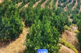 赣南脐橙几月份成熟，通常分春植和秋植