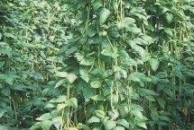 豆角的种植方法，在我国长江以南各地春、夏、秋均可栽培