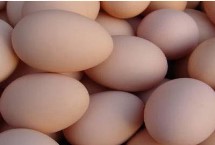 产蛋率高的母鸡品种，最常见的种类是鸡蛋