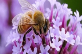 直接合并蜂群的方法，可以但不建议白天合并