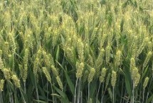 金禾15310小麦栽培技术要点，亩播种量11～12千克