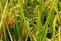 嘉禾优123水稻栽培技术要点，每亩插足基本苗8万以上
