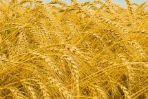 亩产量高达900公斤小麦品种介绍，看看这5个品种