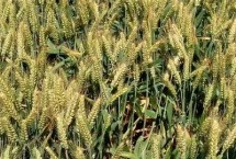 伟隆166小麦栽培技术要点，注意适时防治小麦病虫草害