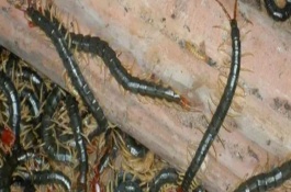 蜈蚣养殖方法，可野外养殖、砖池养殖和木箱养殖等