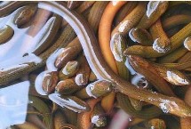 哪种黄鳝诱饵比蚯蚓更好，一般可采用网捕、笼捕、聚捕等方法