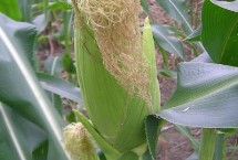 傣香糯玉米栽培技术要点，平均生育期94.3天