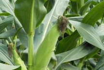 锦润568玉米栽培技术要点，中抗大斑病