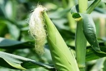 睿玉809玉米栽培技术要点，适宜播期6月5日至6月15日