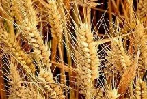 源麦6小麦栽培技术要点，适宜播期为10月5日～20日