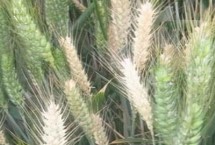 泉麦32小麦栽培技术要点，全生育期226.5天