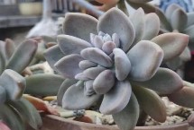 多肉植物肥料施用技术，改善栽培条件和养好根系等相结合