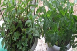 艾草的形态特征，叶片大多为卵形