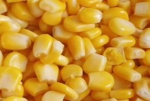 用玉米钓鱼用什么打窝，钓草鱼和鲤鱼效果好