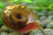 苹果螺多久繁殖一次，需要2个螺才能完成繁殖