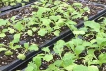 大白菜秋季如何管理，常见病害有霜霉病、软腐病、黑斑病