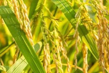 庆林175水稻栽培技术要点，7月上中旬注意防治二化螟