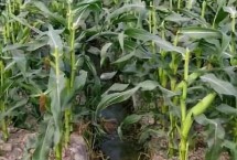 华玉21玉米栽培技术要点，3月下旬至4月初播种