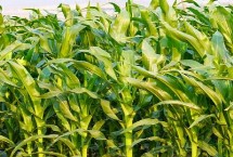 松糯9号玉米栽培技术要点，4月下旬至5月上旬播种