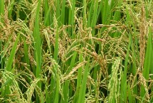 偃丰29小麦栽培技术要点，适宜播种期10月上中旬