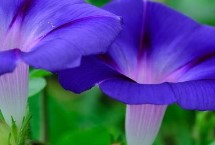 </strong><strong>牵牛花的生长习性，一般在春夏播种