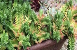 茜之塔开花后如何处理，可以直接对植株进行修剪