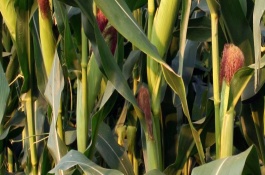 成玉788玉米栽培技术要点，注意防治瘤黑粉病和南方锈病