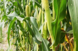 吉玉18玉米栽培技术要点，及时防治纹枯病和玉米螟
