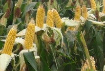 龙垦1104玉米栽培技术要点，在适应区4月28日左右播种