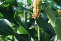 星单9玉米栽培技术要点，该品种幼苗期第一叶鞘紫色