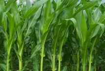 桂农9672玉米栽培技术要点，注意防治小地老虎